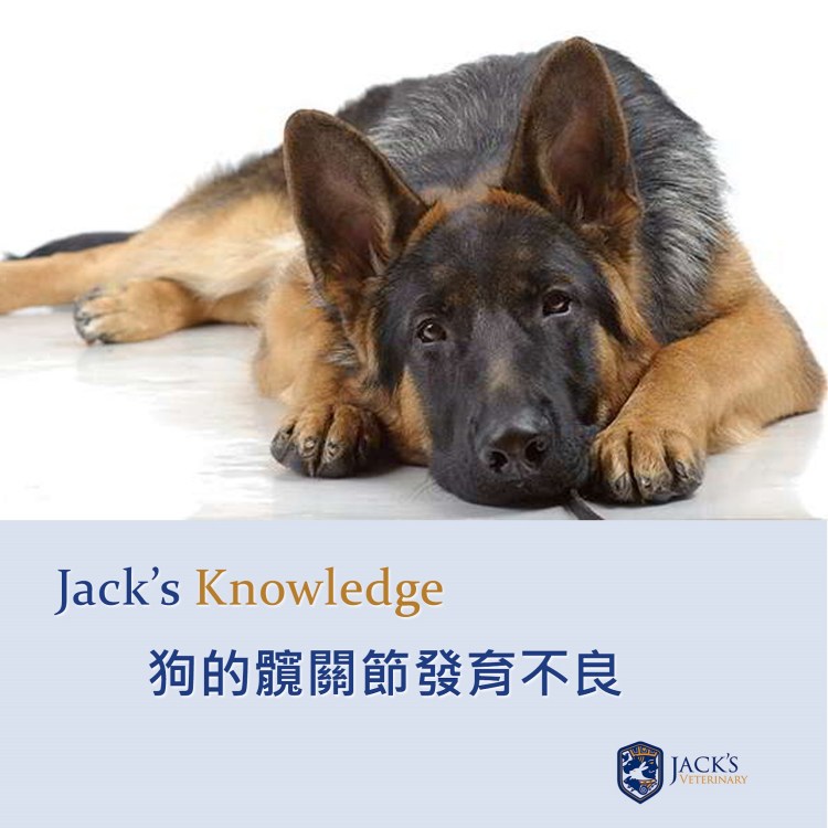 Гарафийская овчарка