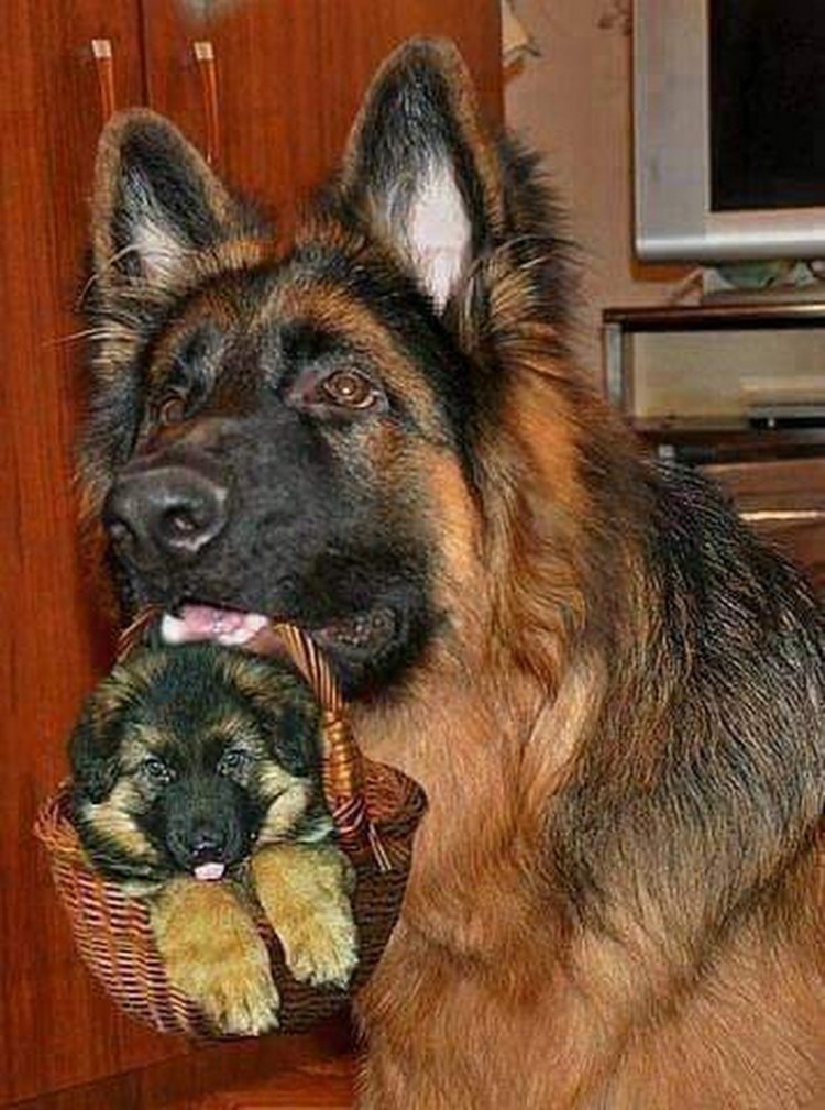 Африканская овчарка