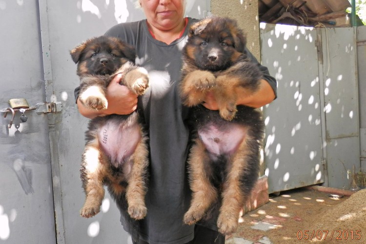 Немецкая овчарка служебная собака