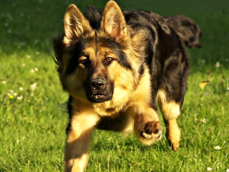 Восточно-европейская овчарка бежит