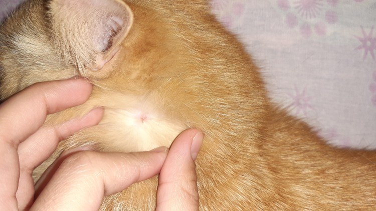 Параанальные железы у котенка