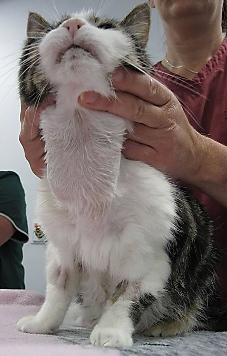 Фибросаркома у кошки симптомы и лечение