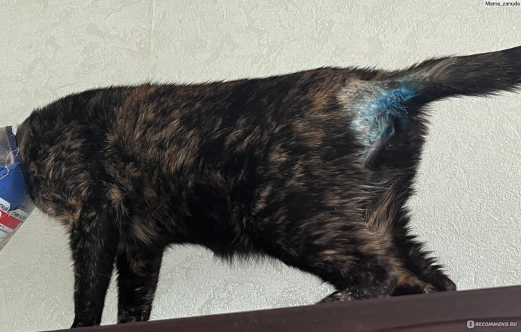 Грыжа под хвостом у собаки