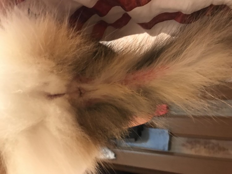 Параанальный синусит у мальтезе