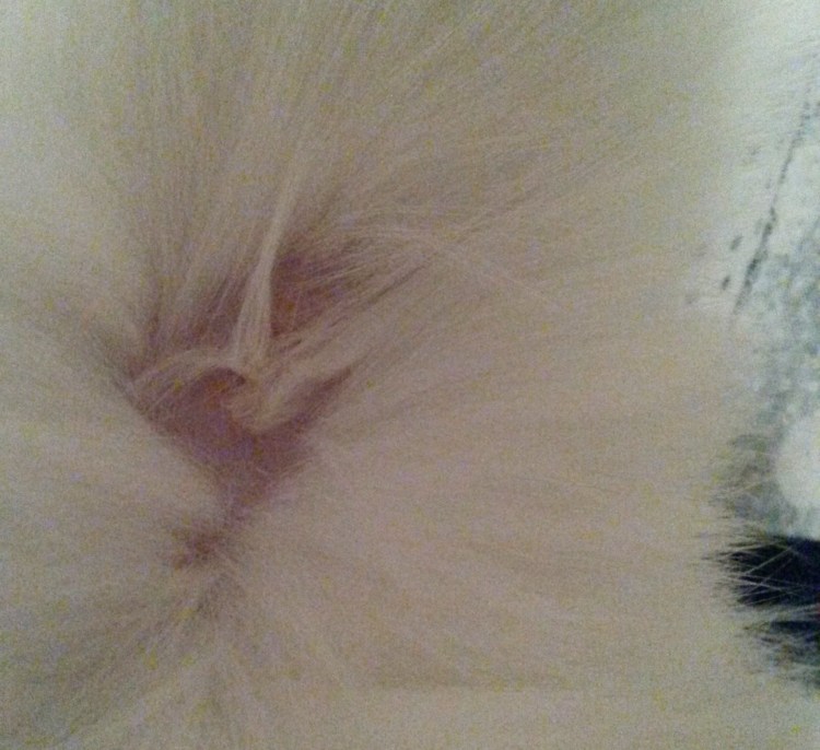 Кошки обязаны