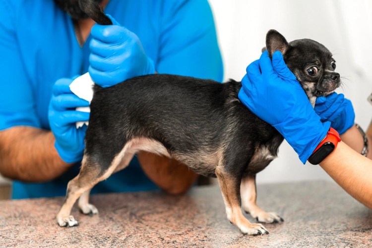 Опухоль молочной железы у кошки