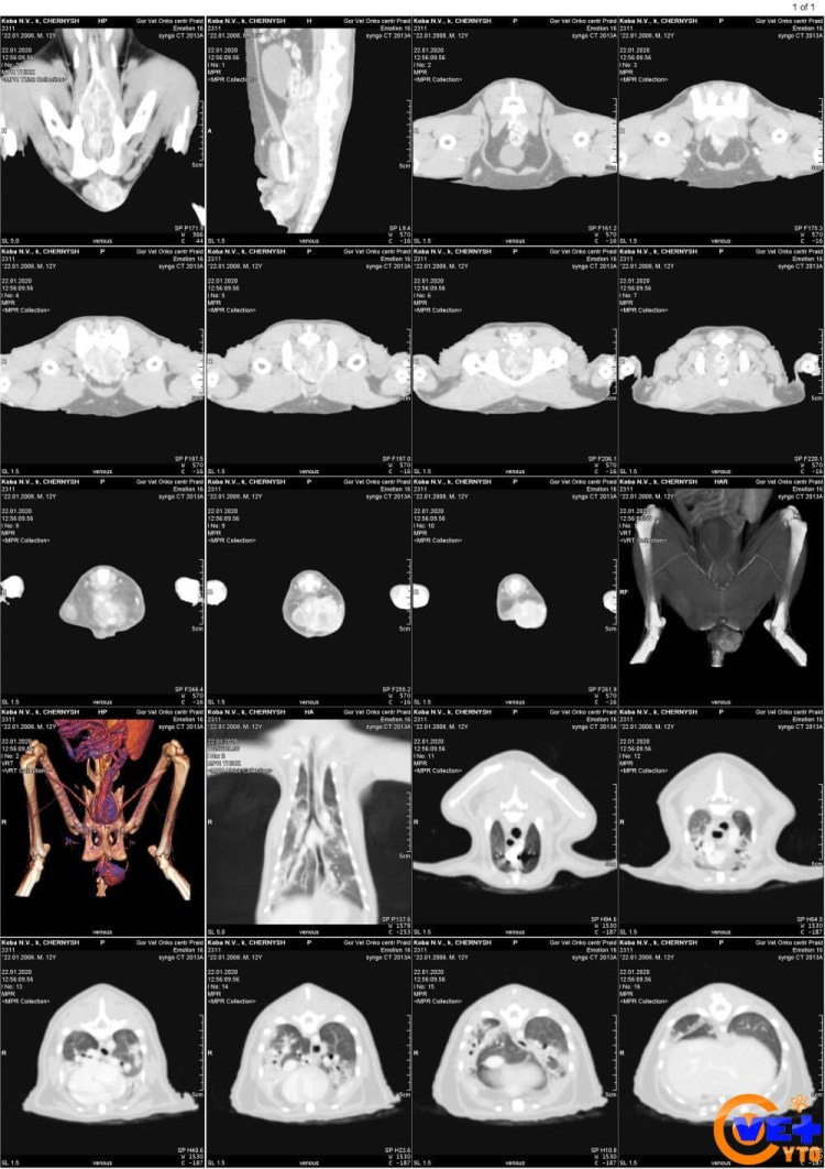 Корм для кошек с параанальной железы у