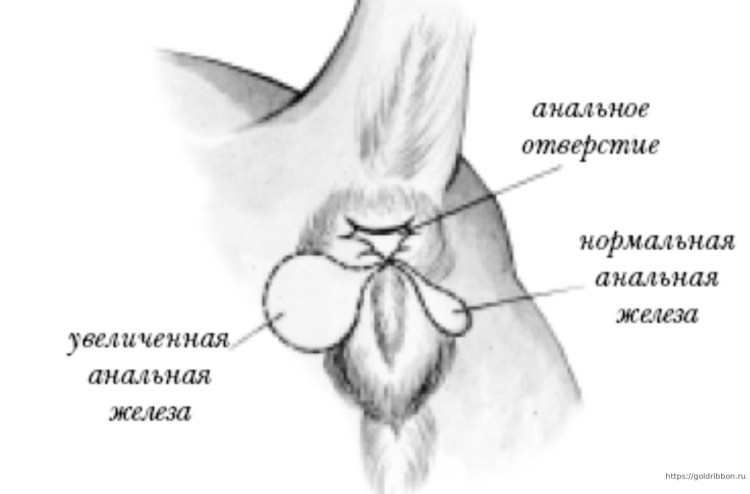 Воспаленнве параанальнве желеэв у собак