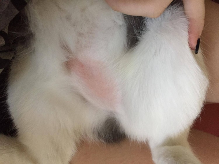 Параанальных железо у собак