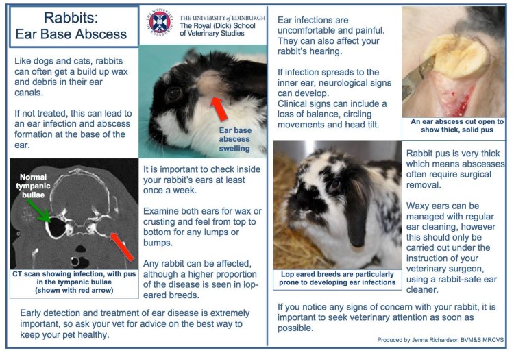 Расположение хвоста собаки