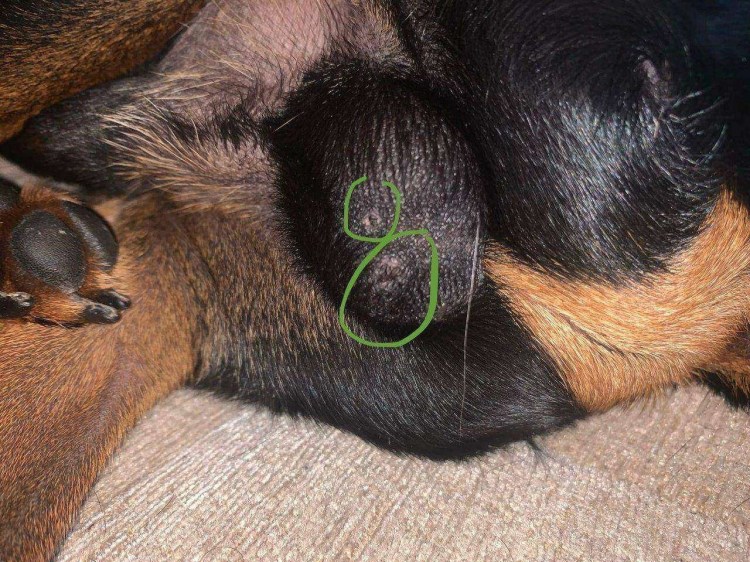 Кошка с коричневыми пятнами