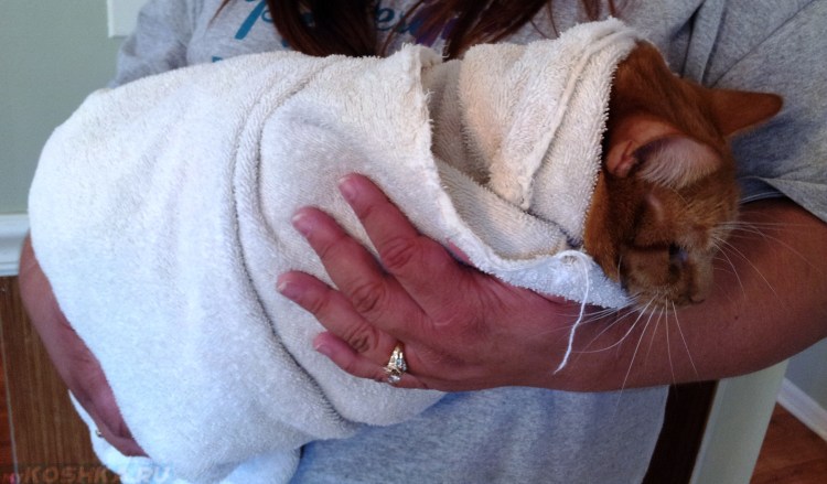 Воспаление параанальных желез у собаки