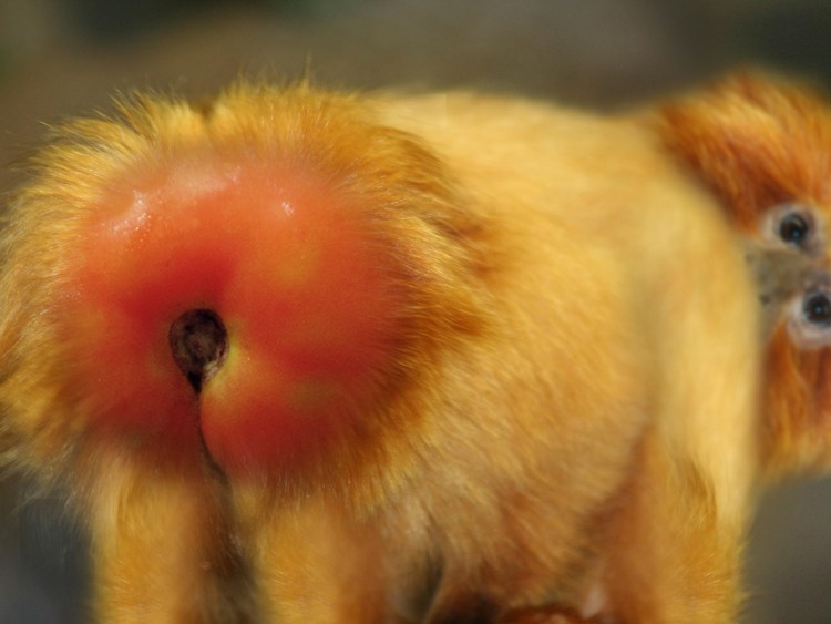 Облепиховые свечи собаке после чистки параанальных желез