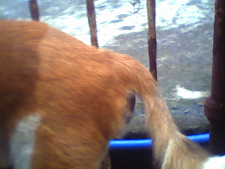 Очищение параанальных желез у собаки