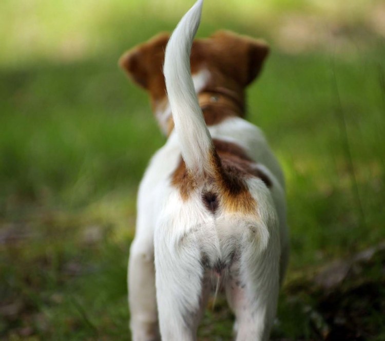 Воспаление параанальной железы у собаки