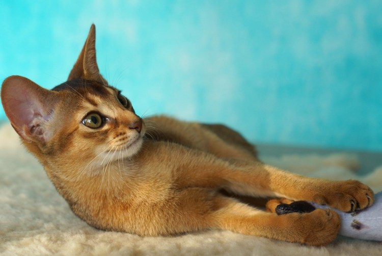 Египетская Золотая кошка