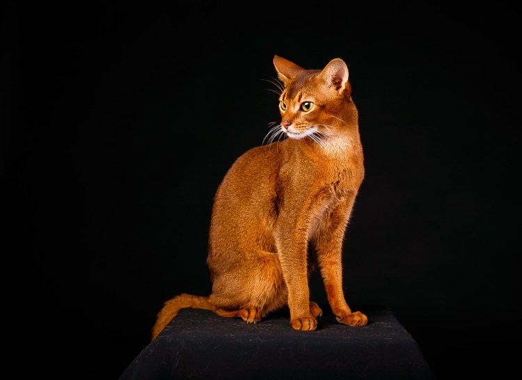 Египетский кот сфинкс статуя