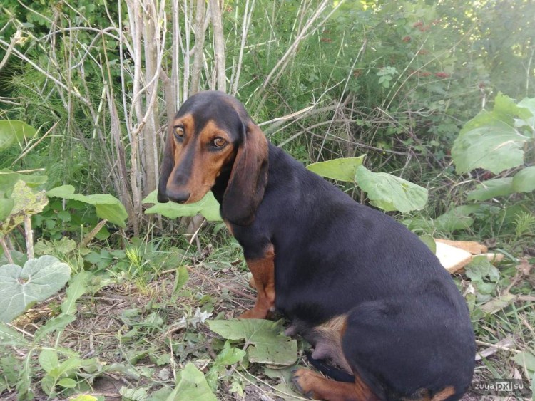 Бассет-хаунд и такса