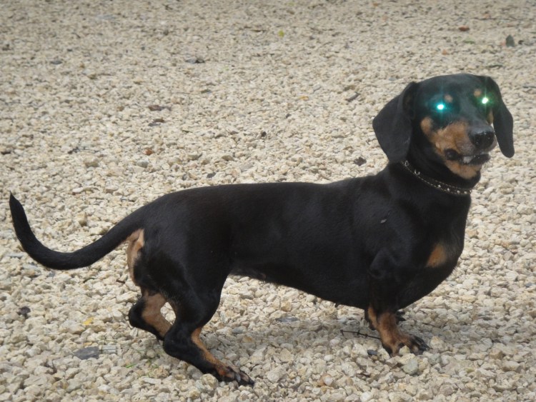 Вислоухая такса