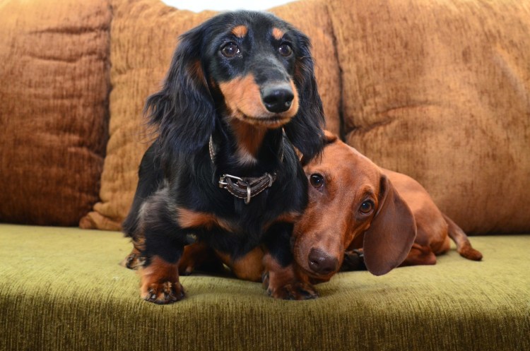 Порода Бассет