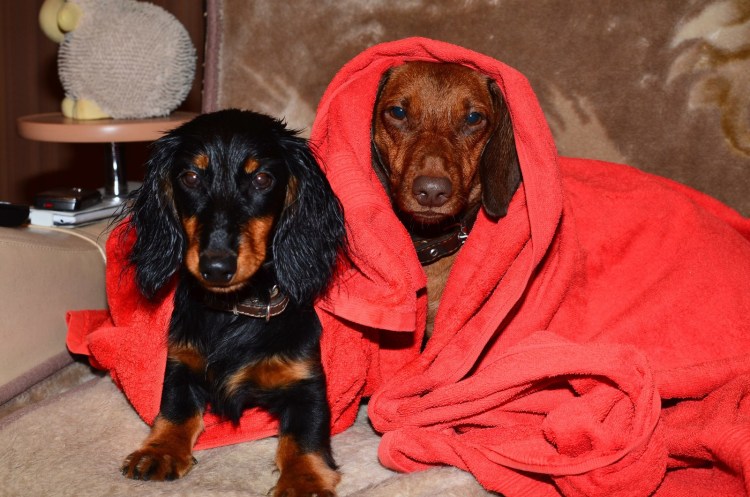 Карликовая такса пятнистая