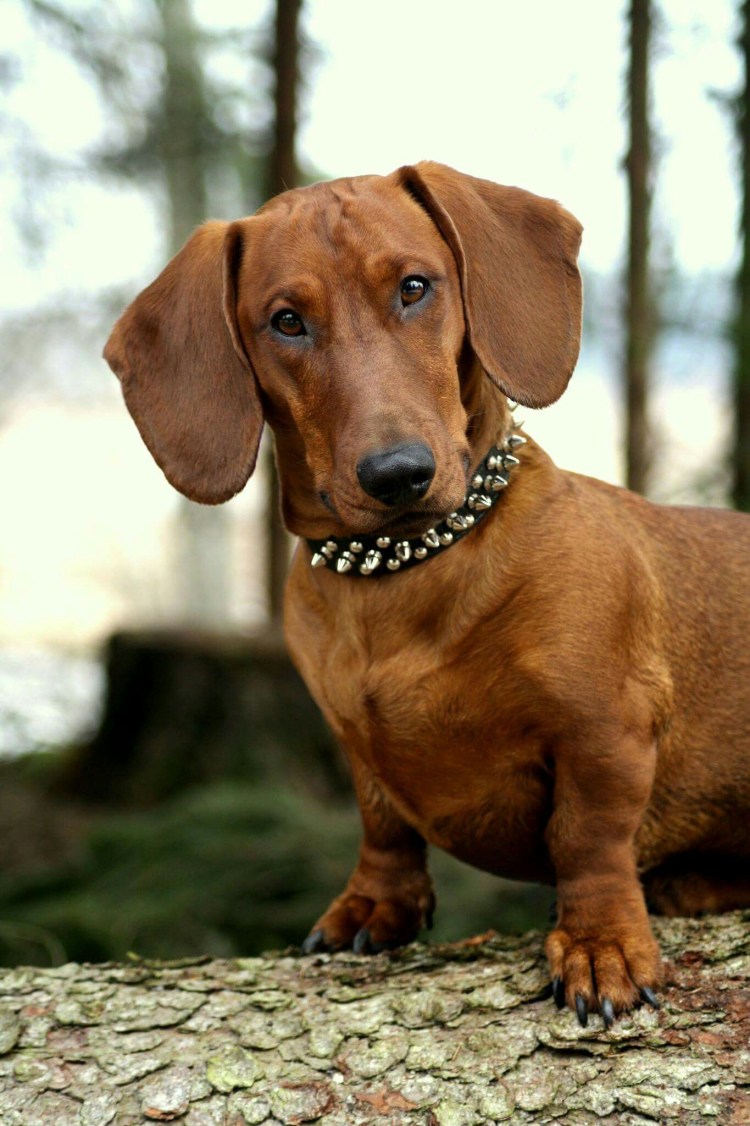 Такса собака черная