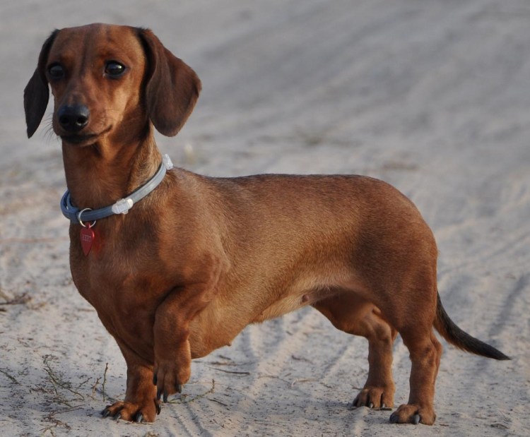 Такса собака