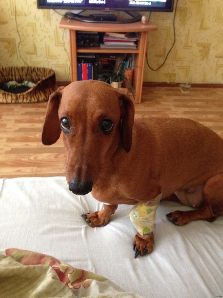 Альпийская таксообразная гончая