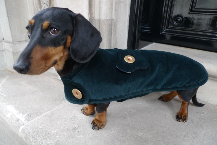 Большая такса