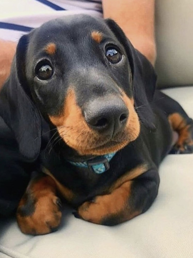 Такса Максимилиан