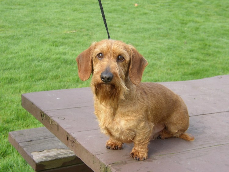 Собака похожая на таксу