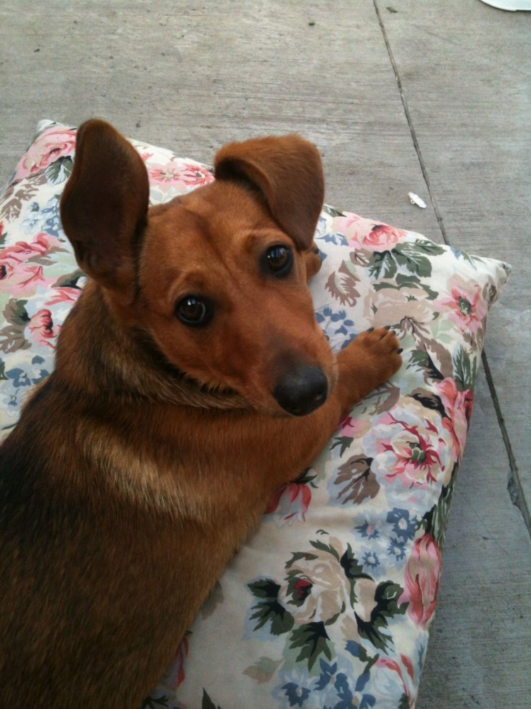 Такса мой любимый питомец