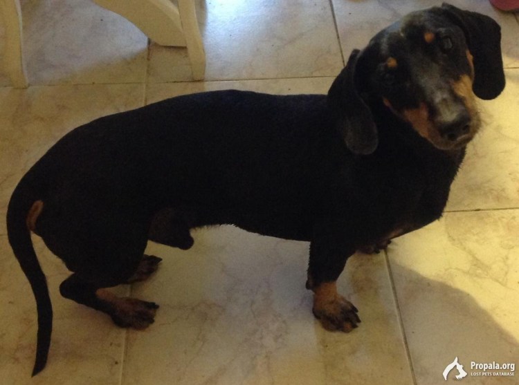 Такса сторожевая