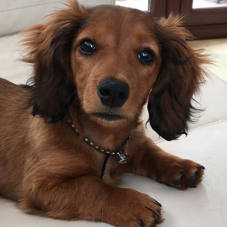 Корги пемброк рыжий