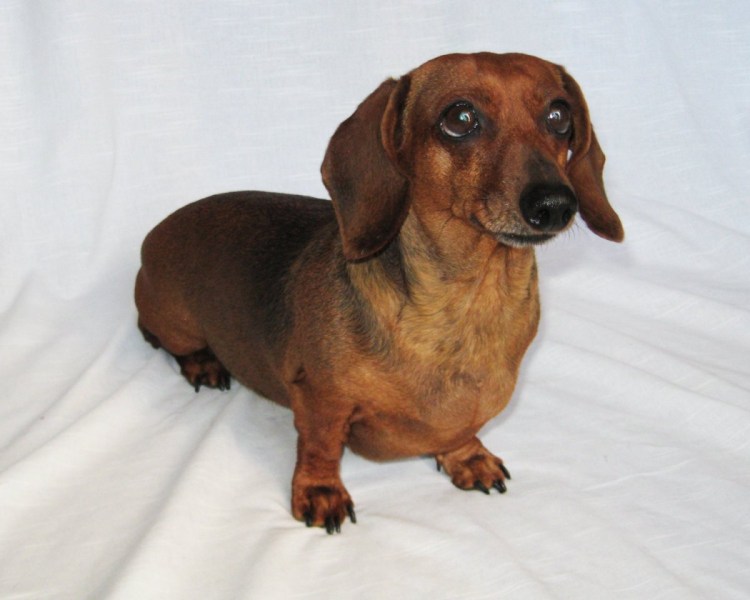 Собака похожая на таксу со стоячими ушами