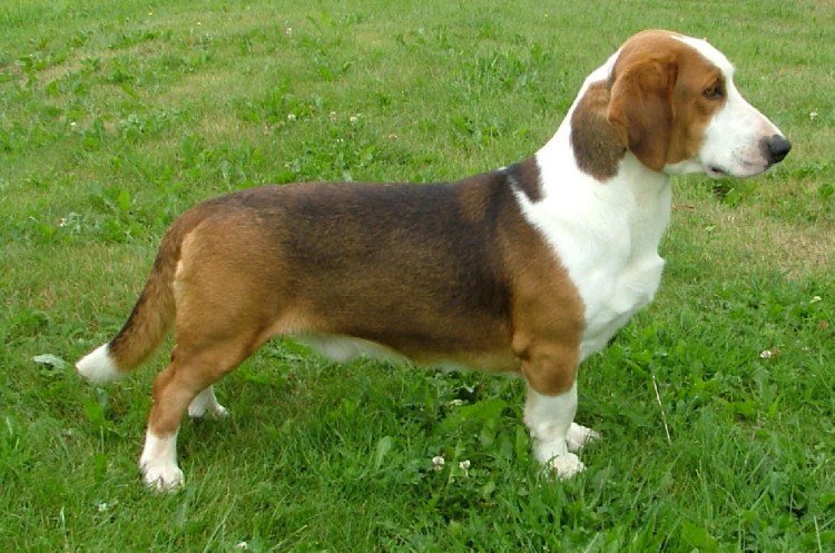 Собаки похожие на таксу только крупнее