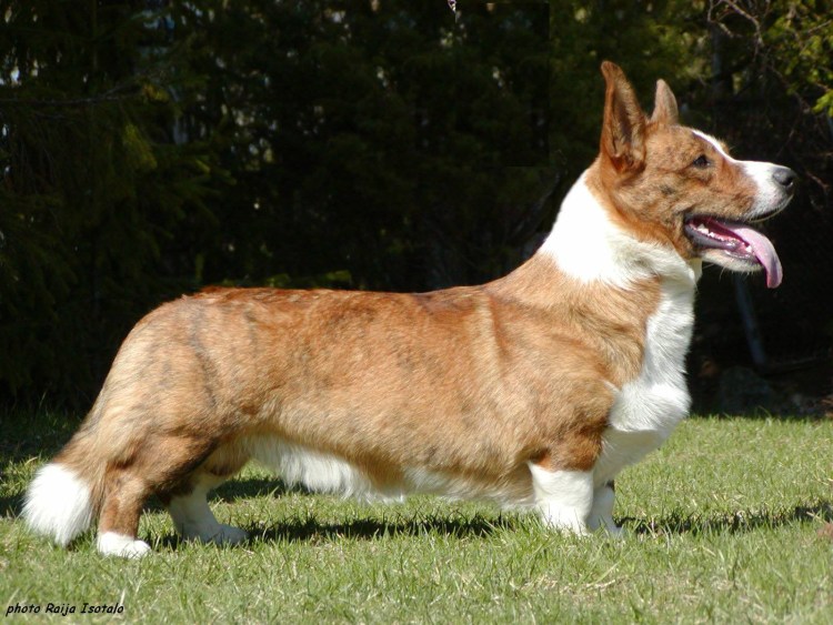 Ожирение у собак