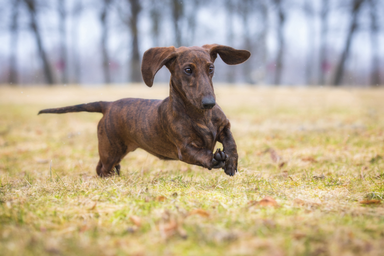 Мексиканская такса