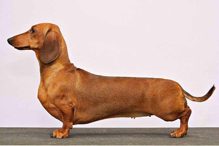 Такса черная