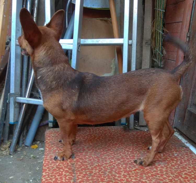 Порода такса