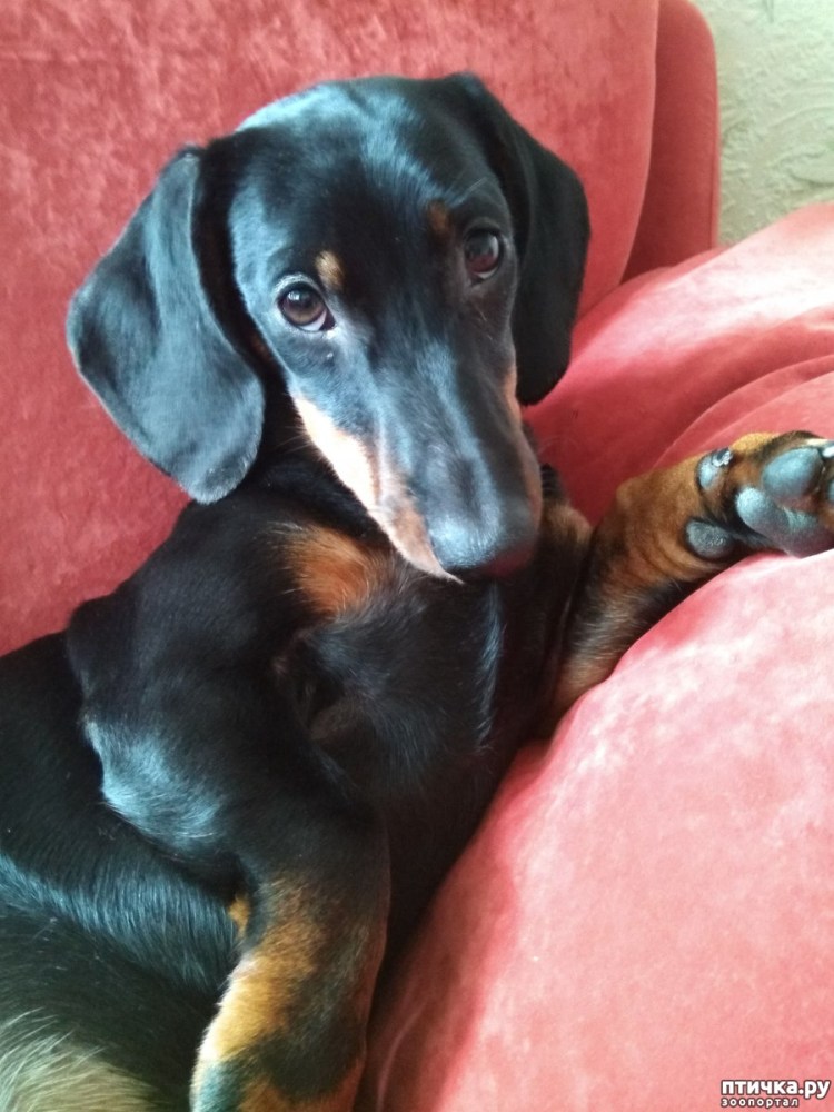 Овчарка такса