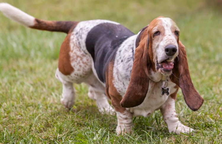 Такса спортивная кондиция