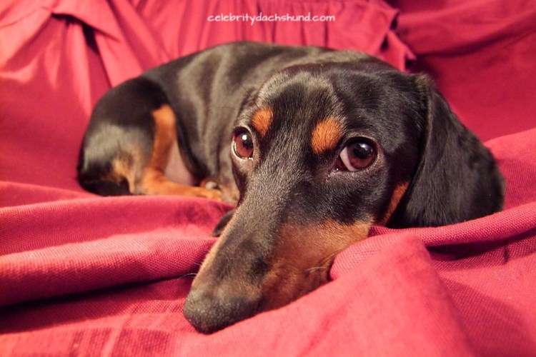 Ирландский сеттер и такса