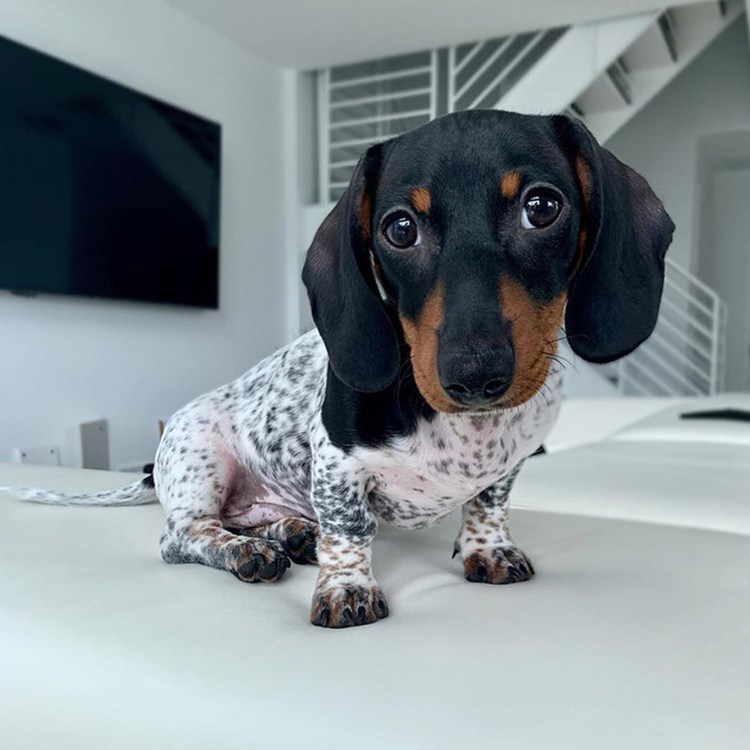 Метис корги и таксы