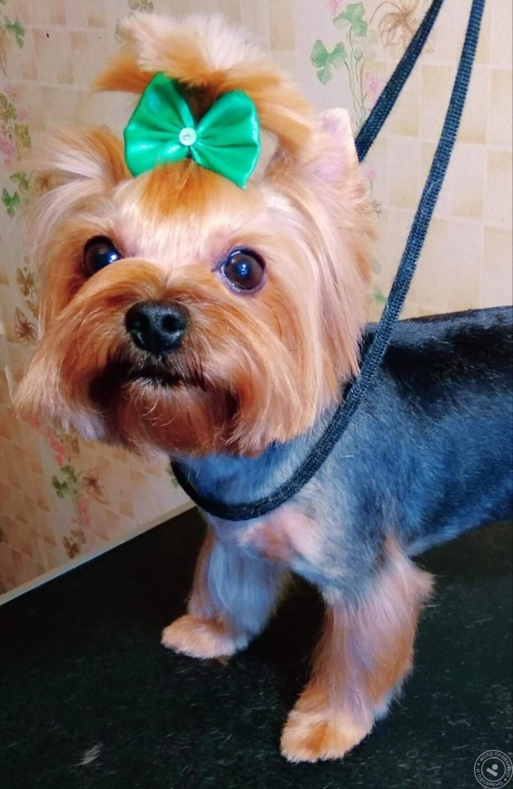 Модельная стрижка Йорка девочки