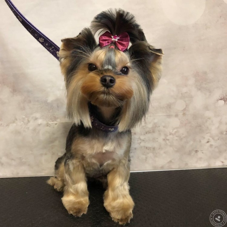 Каскад стрижка Йорка Йорка