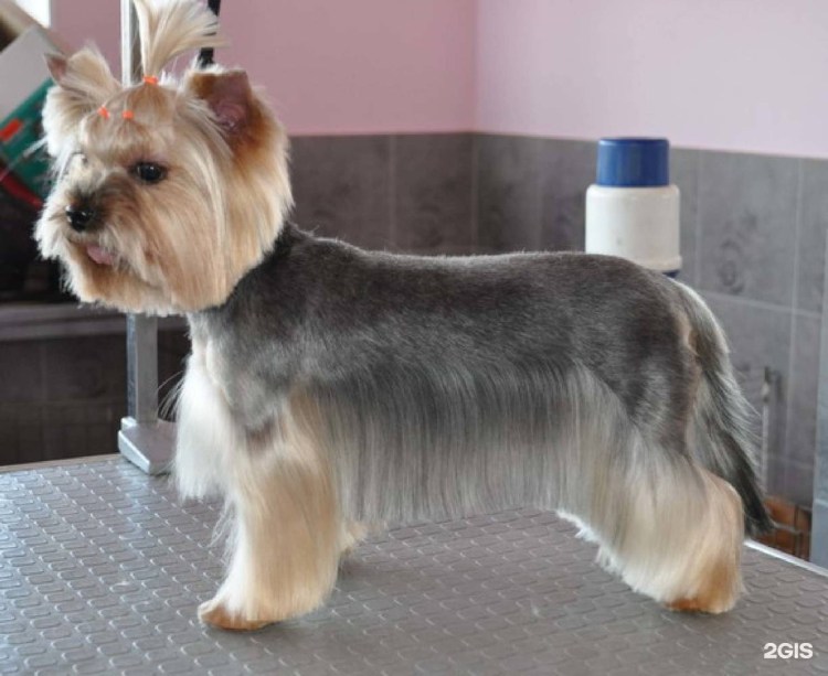 Стрижка Йорка с юбкой