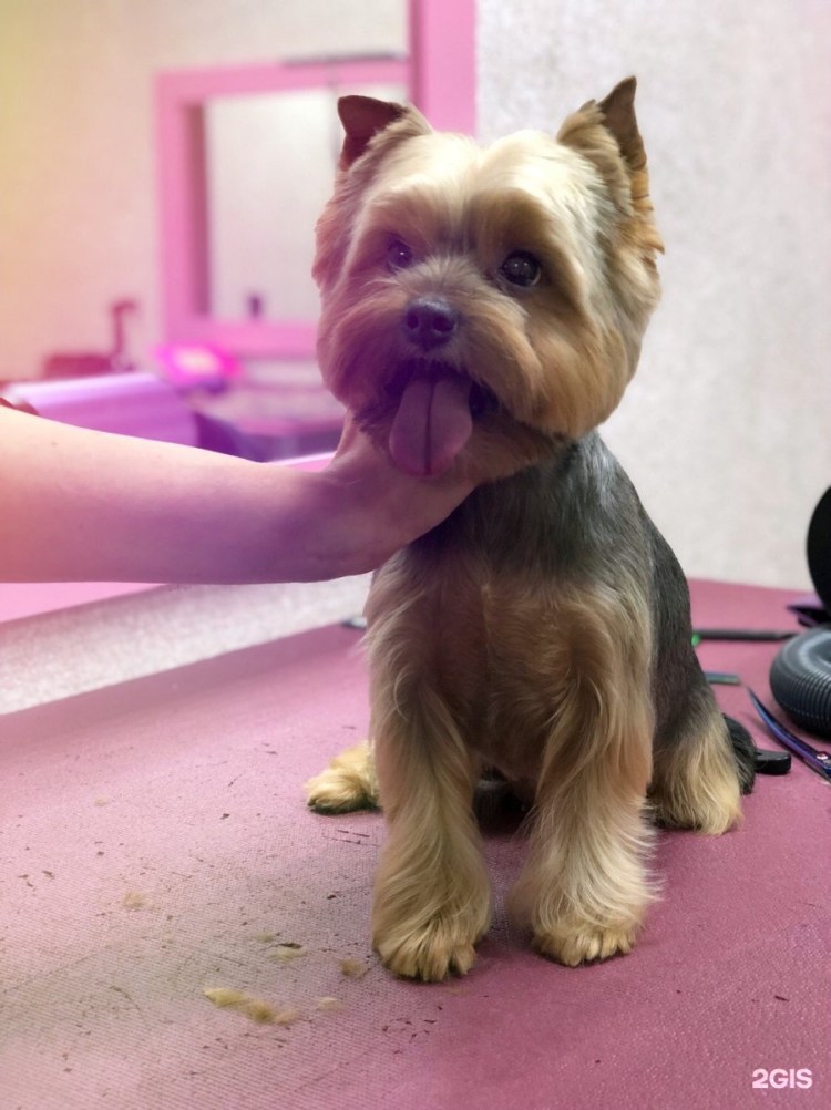 Йоркширский терьер мини