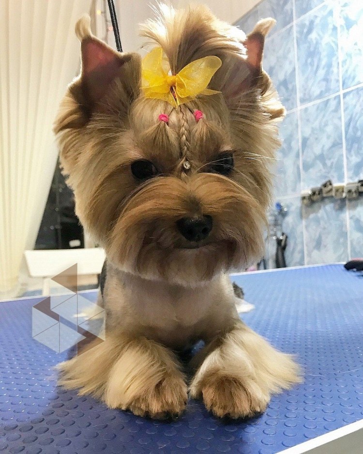 Маленькие собачки