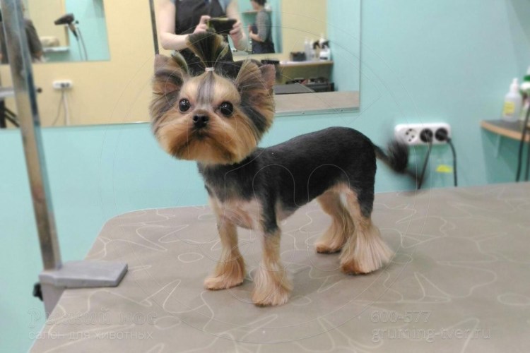 Стрижки для йорков мальчиков эффектные